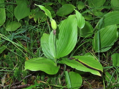 Cypripedium macranthos