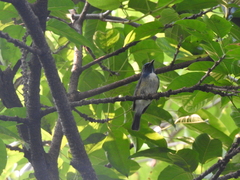 Cyornis hainanus