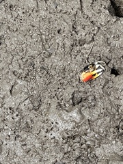 Tubuca coarctata