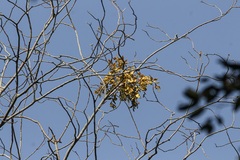 Viscum ovalifolium