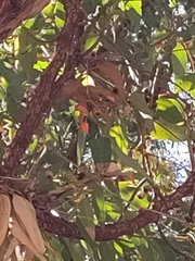 Eucalyptus marginata