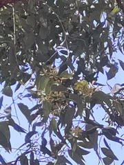 Eucalyptus marginata