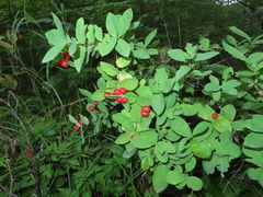 Lonicera chamissoi