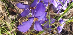 Cheiranthera linearis