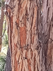 Eucalyptus marginata