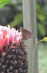 Ancistroides nigrita