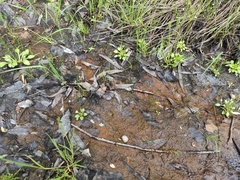 Androsace filiformis