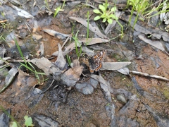 Euphydryas maturna