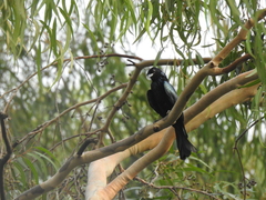 Dicrurus hottentottus