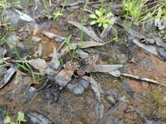 Euphydryas maturna