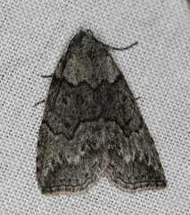 Calathusa basicunea