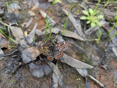 Euphydryas maturna