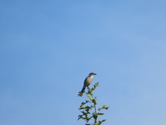 Aphelocoma californica