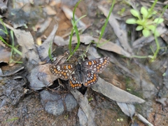 Euphydryas maturna