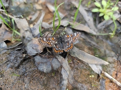 Euphydryas maturna