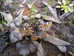 Euphydryas maturna