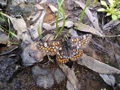 Euphydryas maturna