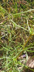 Cheiranthera linearis