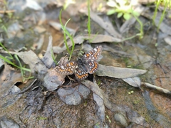 Euphydryas maturna