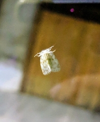 Chamaita sundanympha