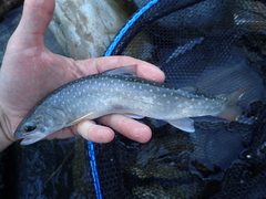 Salvelinus confluentus