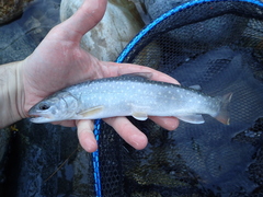 Salvelinus confluentus