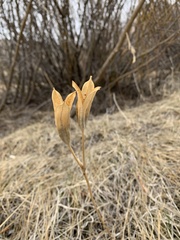 Calochortus macrocarpus