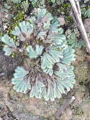 Riccia trichocarpa