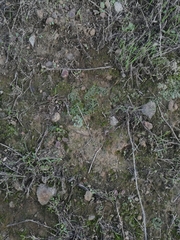 Riccia trichocarpa