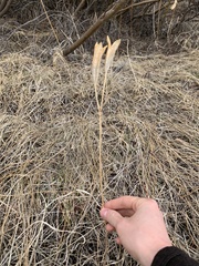 Calochortus macrocarpus