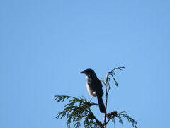 Aphelocoma californica