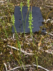 Microtis unifolia