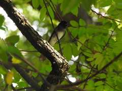 Terpsiphone atrocaudata