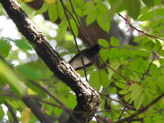 Terpsiphone atrocaudata