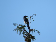 Aphelocoma californica