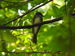 Terpsiphone atrocaudata