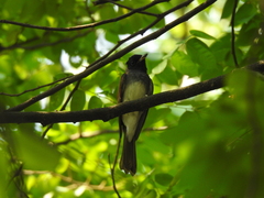 Terpsiphone atrocaudata