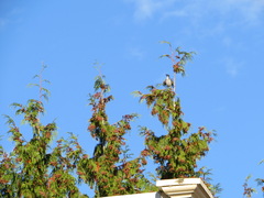 Aphelocoma californica