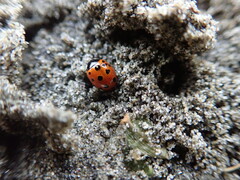 Coccinella undecimpunctata