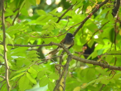 Terpsiphone atrocaudata