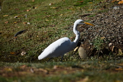 Ardea alba egretta