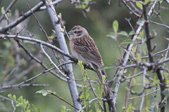 Emberiza cioides