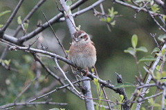 Emberiza cioides