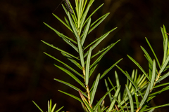Hibbertia sulcinervis