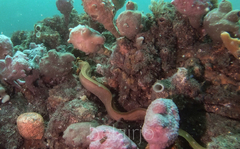 Gymnothorax prasinus