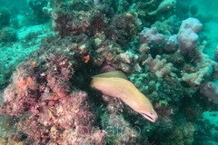 Gymnothorax prasinus