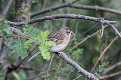 Emberiza cioides
