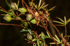 Hibbertia sulcinervis