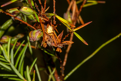 Hibbertia sulcinervis