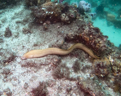 Gymnothorax prasinus